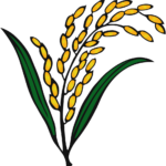  ধানের শীষ