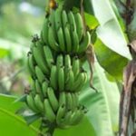 কলার ছড়ি