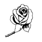 গোলাপ ফুল