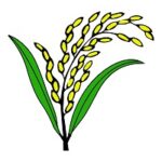  ধানের শীষ