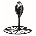 শাপলা কলি