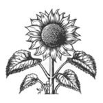 সূর্যমুখী ফুল